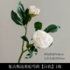 Retro Coking Cokine Paeonia lactiflora [White]