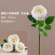 Auspin Rose [Moonlight]