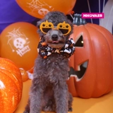 Кукла, забавные солнцезащитные очки, аксессуар, домашний питомец, кошачий глаз, кошки и собаки