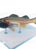 Bass Fish Anatomy Model with Detachable Internal Organs, Freshwater Fish Crucian Carp Internal Organs Relief, Fishery Aquatic Product Teaching
