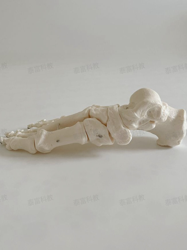 Tai Fu Model Left and Right Foot Bones, Toe Joints, Heel Bone Simulation Adult 1:1 Teaching Specimen