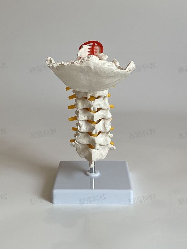 Dynamic Cervical Spine Model with Movable Joints, Including Occipital Blood Vessels, for Orthopedic Rehabilitation, Acupuncture, Microneedling, Massage, and Blind People