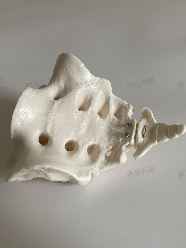 Human Spine Model Sacrum Sacral Vertebra Mold Coccyx Tailbone Natural Large Medical Orthopedic Acupressure Bone Fitness