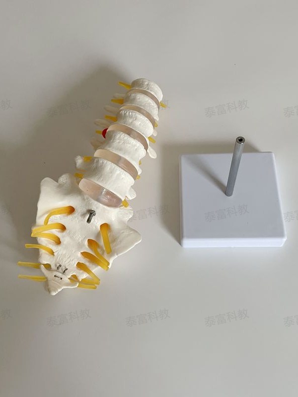 1:1 Spine Model Human Skeleton Model Cervical Spine Bone Blood Vessel Temple Nerve Lumbar Intervertebral Disc Medical Teaching