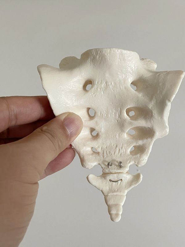 Human Spine Model Sacrum Sacral Vertebra Mold Coccyx Tailbone Natural Large Medical Orthopedic Acupressure Bone Fitness