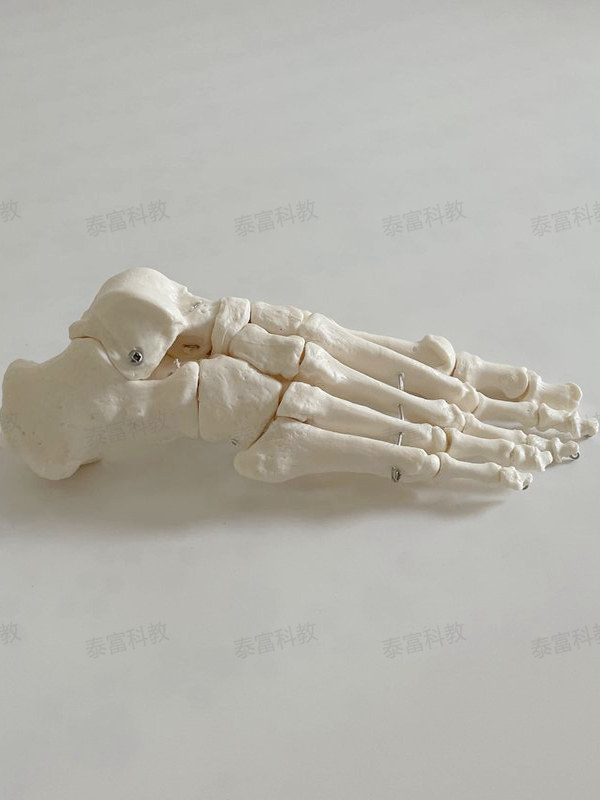 Tai Fu Model Left and Right Foot Bones, Toe Joints, Heel Bone Simulation Adult 1:1 Teaching Specimen