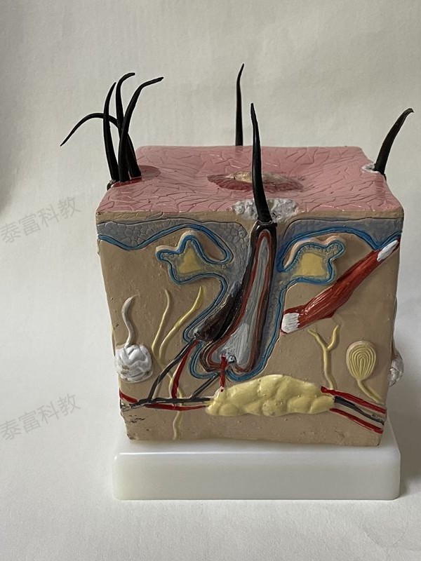 Hair Loss Model, Hair Pathology, Scalp Structure, Hair Growth Process, Human Skin Anatomy, Magnified Micro-Plastic Surgery