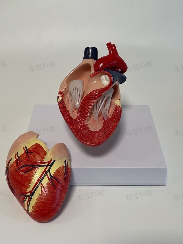Dog Heart Model Vascular Two-Pointed Petals Moving Pulse Removable Dog Science Animal Viscera Veterinary Pet Hospital Ornaments
