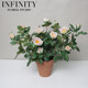 Simulated Rose Juice Rose Potted Plant Red Clay Flower Pot Artificial Flower Home Decoration Ornament Simple French Natural Style