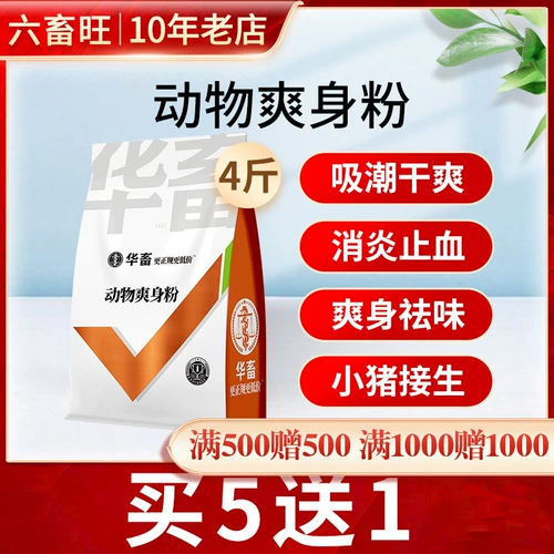 Зверя свиньи собирают сырые розовые розовые с прохладным порошком тела, сушеными свиньями, свиньями, совкой здоровья миман