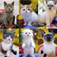 Xiaoyiying short gold and silver gradient blue and white Ragdoll cat Chinchilla Maine Coon blue cat American short pet live kitten