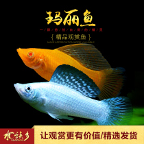 Mary fish viviparous fish black silver Golden Mary ball fish black tail tricolour tropical freshwater novice ornamental fish living