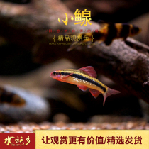 Aquarium township] Small pelican fish Jiangxi Pelican lotus leaf fish Native stream small spring fish Cold water fish tool fish algae removal live