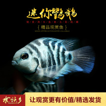 Mini parrot fish Taiwan small short bream Yingwu Platinum Wave blue ornamental fish live tropical fish good breeding