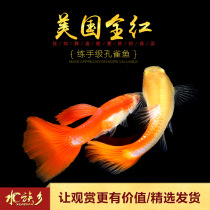 Aquarium Township] American all-red practice-grade guppies tropical small freshwater ornamental fish raw small fish live