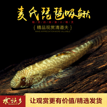 Mais pipa Guizhou tiger pattern zebra pattern climbing rock absorption Gold Line violin Sifan double suction original cold water tool fish