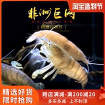 African giant tennis shrimp Cameroon Giant armor Blue King Kong Pet ornamental shrimp Aquatic plant tank Aquarium live