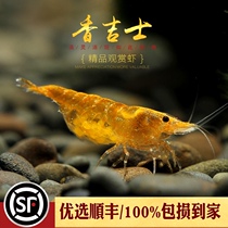 Xiang Ji Shih shrimp algae removal ornamental shrimp orange colored glaze cherry blossom extreme fire paint yellow rice shrimp holding egg pet egg small shrimp