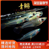 Aquatic township] Medaka native cinnamon bow-backed Chinese medaka wild cold water small lamp family group swimming live fish