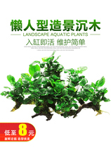 Lazy aquarium grass tank aquarium water grass landscape yellow money mini Banyan sinking wood tie small water Banyan Real water grass living body