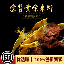 Golden shrimp wide back golden yellow rice shrimp gold thread thick back yellow rice shrimp freshwater plants ornamental algae removal tools shrimp live