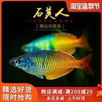 Stone mermaid Tropical red apple Red Tail Golden Pigeon Beauty Blue electro-optical rainbow Congo Mermaid Live fish
