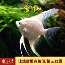 Aquarium Township] Red-eyed black-eyed snow-white fairy tropical ornamental aquatic tank companion white fairy swallow fish pet live