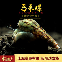 Aquarium township] Malay snail Ornamental snail Apple snail fish tank algae removal cleaning tool snail eat fish shit Freshwater snail living body
