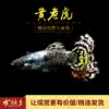 Aquarium Township] Yellow tiger boutique guppy tropical freshwater grass tank ornamental pet viviparous phoenix tail fish