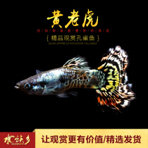 Aquarium Township] Yellow Tiger boutique Peacock tropical water tank viewing pet live viviparous phoenix tail fish