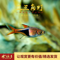 Golden triangle lamp fish tank group tour small lamp fish purple blue size positive triangle lamp fish lotus lamp tropical ornamental fish