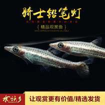 Aqua Township] Knight pencil lampfish South American brown-tailed slash pencil Upper group swimming lampfish tip-billed pencil live