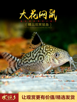 Aquarium Township] South American wild big flower net mouse tropical ornamental squirrel bottom fish net mouse small flower net rat fish