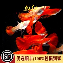 Aquarium Township] Fine blood red guppy fish big back pure American all red White Red Eye Big C ribbon live fish