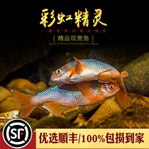 Rainbow Elf fish Lulun real carp North American native cold water fish cold-resistant wild fresh water rare ornamental fish live