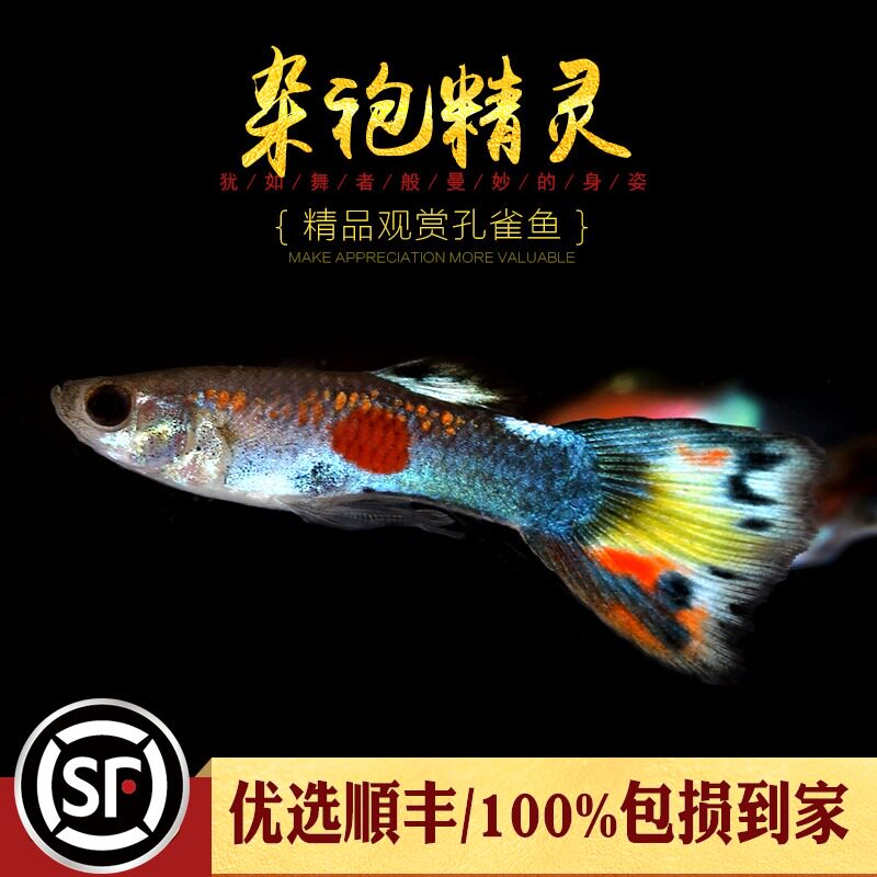 Aquatic home] Acrobae Genie Tropical Peacock Fish New Hands Starter class Fetal Life Grass Vat small elf living