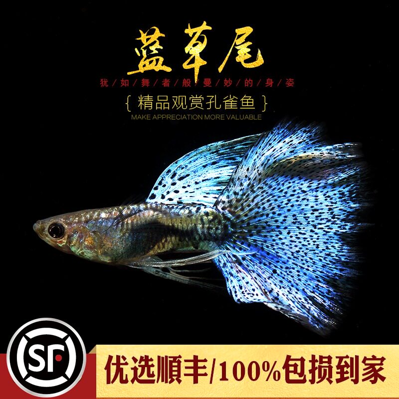 Aquarium Township] Bluegrass-tailed fine Guppy tropical ornamental purebred Japanese bluegrass-tailed ribbon pet live