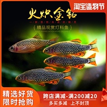 Aquarium Township] Fire-blazing gold diamond lamp fire-winged red-winged pearl lamp fish Galaxy Zebra small grass tank group swimming fish