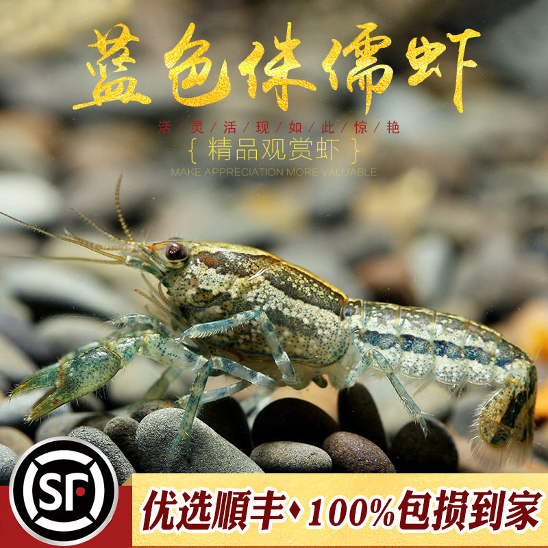 Dwarf shrimp ornamental pet freshwater blue orange orange Tesanu dragon mini crayfish water grass tank cleaning shrimp