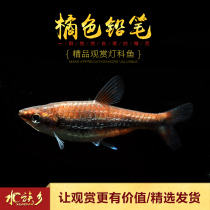 Red belly Pencil Orange pencil fish red head red belly pencil lamp ornamental fish aquarium group swimming small tropical living