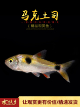Aquarium Township] Mark toast small fish deer-toothed fish live Garaxins ferocious group swimming tropical ornamental fish