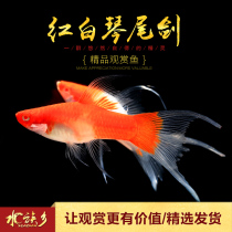 Aquarium Township] Red and white piano tail sword living double sword fish watching tropical fish red sword Mandarin duck sword small viviparous fish