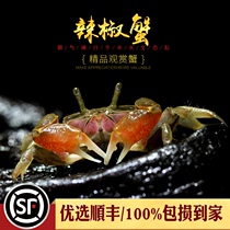 Pepper crab aquatic tank ecological bottle water and land pet tank land home ornamental deep water crab micro landscape alternative living cute pet
