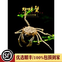Spider crab Thailand imported mini crab shrimp tank snail worm shrimp small deep water pet mixed small crab live