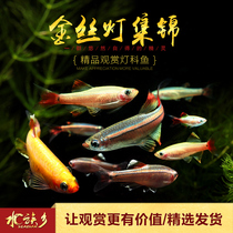 Baiyun golden silk light fish native cold water fish small group swimming fish magnificent flame Heshan Lins crucian carp golden lantern fish