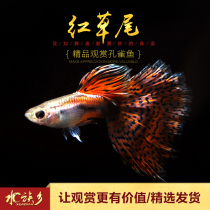 Red grass tail boutique guppies small tropical ornamental fish Blue Orchid red grass tail pet fish purebred ribbon live fish