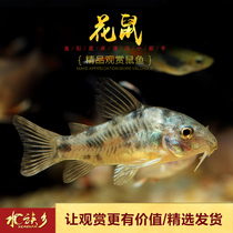 Chipmunster fish tropical ornamental rat fish long fin long tail white mouse panda mouse variegated flower mouse fish tool fish live