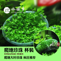 Aquarium Township] Climbing Pearl Water Grass Prospect Grass Big Leaf Mini Dwarf Water Mid Leaf New Product Special Specials