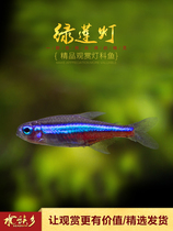 Green Lotus light fish aquarium tropical group swimming fish South American tropical small light fish Lotus light green neon light Live