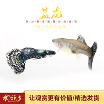 Aquarium Township] Blue Dragon Guppies Thai purebred improved high-end platinum blue mosaic live guppies